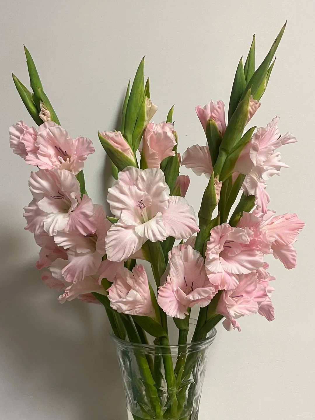 Hơn 1,2 vạn người đ&atilde; &aacute;p dụng: C&aacute;ch chăm lay ơn nở đều tăm tắp, bền xuy&ecirc;n Tết kh&ocirc;ng phải ai cũng biết- Ảnh 3.