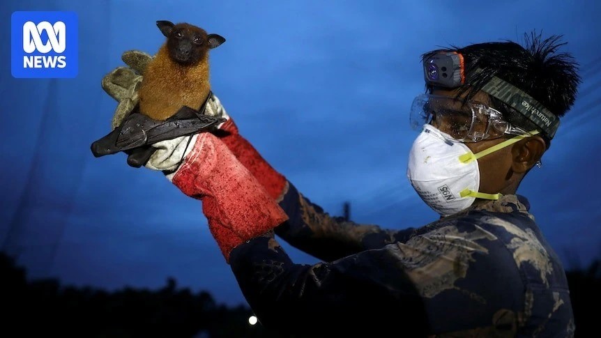 Virus tử thần c&oacute; tỷ lệ tử vong tới 75% sắp c&oacute; &ldquo;l&aacute; chắn&rdquo;: Nhật Bản thử nghiệm vaccine Nipah, cả ch&acirc;u &Aacute; n&acirc;ng cảnh gi&aacute;c- Ảnh 2.