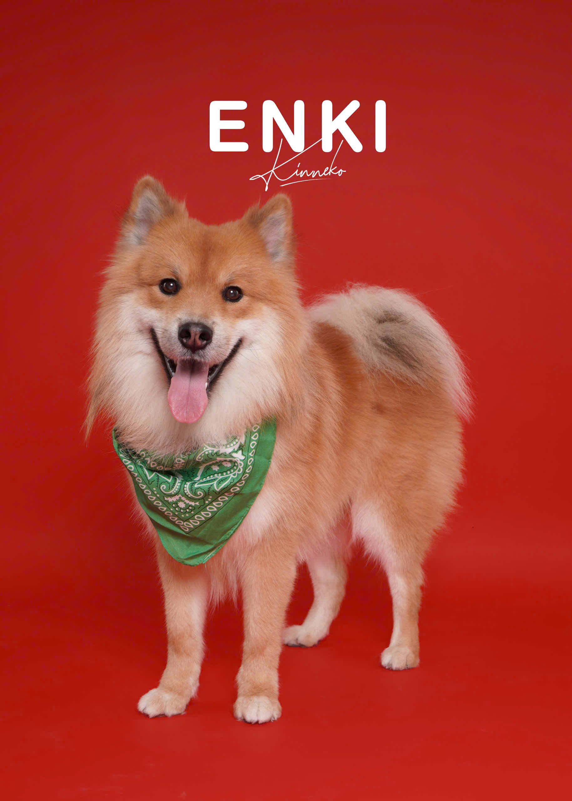 Dẫn th&uacute; cưng đến studio chuy&ecirc;n nghiệp, chụp ảnh ch&acirc;n dung ăn Tết: Dịch vụ đang hot, gi&aacute; cả ra sao?- Ảnh 7.