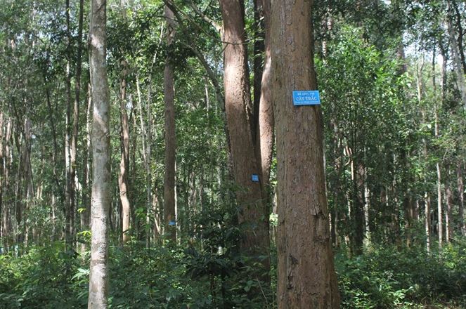 Loại gỗ quý "đắt như vàng" ở Việt Nam: Cần trăm năm để lớn nhưng có thể biến mất chỉ sau một đêm- Ảnh 1. Loại gỗ quý