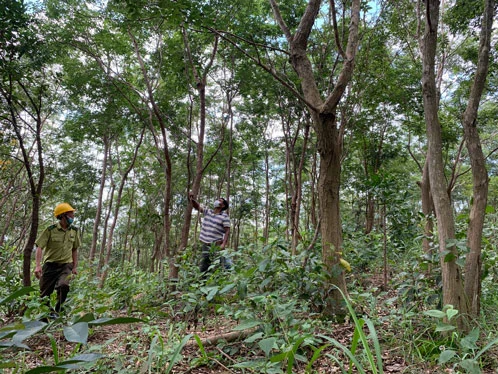 Loại gỗ quý "đắt như vàng" ở Việt Nam: Cần trăm năm để lớn nhưng có thể biến mất chỉ sau một đêm- Ảnh 2. Loại gỗ quý