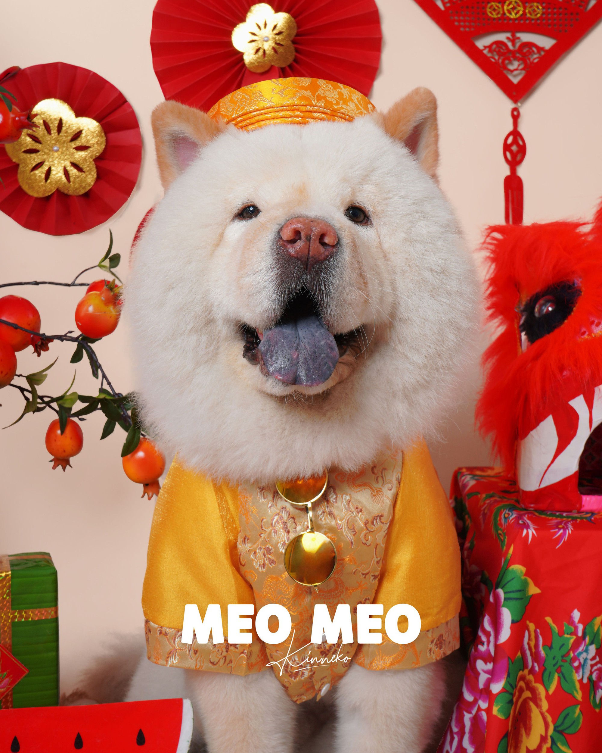 Dẫn th&uacute; cưng đến studio chuy&ecirc;n nghiệp, chụp ảnh ch&acirc;n dung ăn Tết: Dịch vụ đang hot, gi&aacute; cả ra sao?- Ảnh 6.