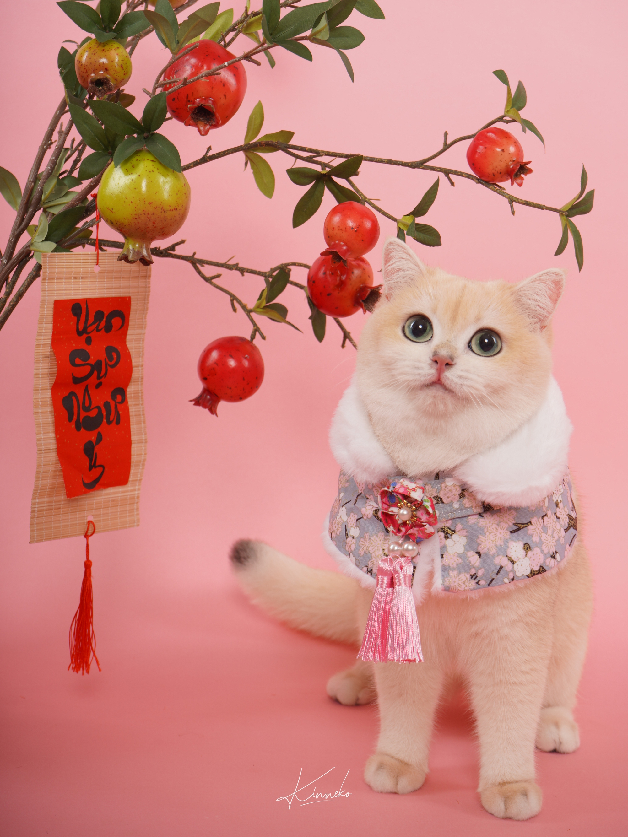 Dẫn th&uacute; cưng đến studio chuy&ecirc;n nghiệp, chụp ảnh ch&acirc;n dung ăn Tết: Dịch vụ đang hot, gi&aacute; cả ra sao?- Ảnh 5.