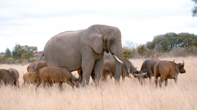 Con voi n&agrave;y tưởng m&igrave;nh l&agrave; tr&acirc;u, thậm ch&iacute; trở th&agrave;nh thủ lĩnh đ&agrave;n tr&acirc;u v&agrave; đ&atilde; giết chết 14 con tr&acirc;u đực đến th&aacute;ch đấu- Ảnh 1.