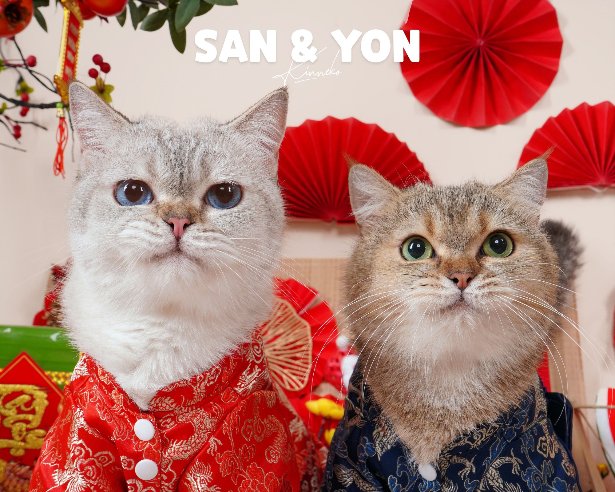 Dẫn th&uacute; cưng đến studio chuy&ecirc;n nghiệp, chụp ảnh ch&acirc;n dung ăn Tết: Dịch vụ đang hot, gi&aacute; cả ra sao?- Ảnh 8.