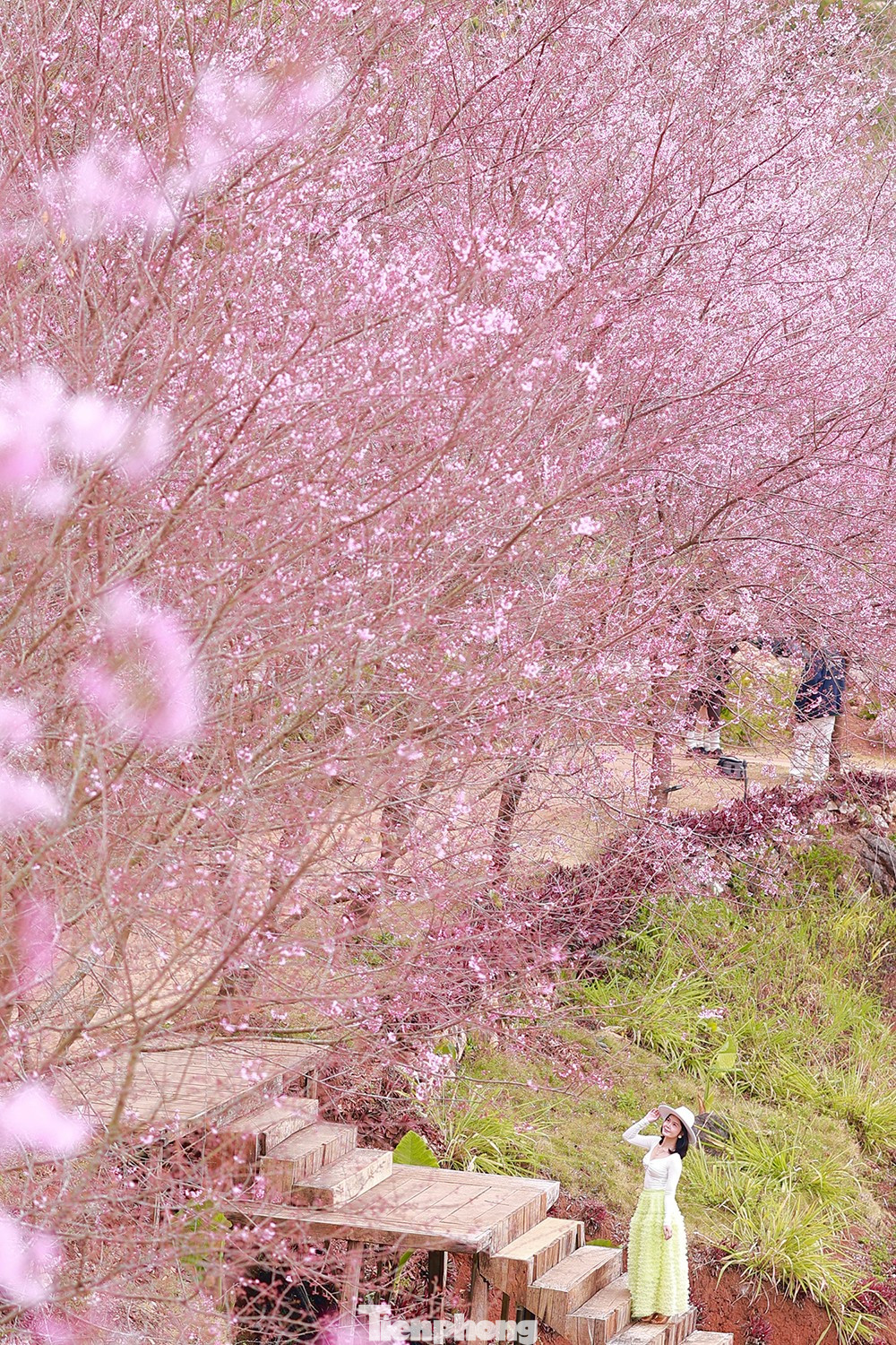 Mai anh đ&agrave;o tr&ecirc;n cao nguy&ecirc;n Mộc Ch&acirc;u v&agrave;o m&ugrave;a đẹp nhất năm- Ảnh 13.