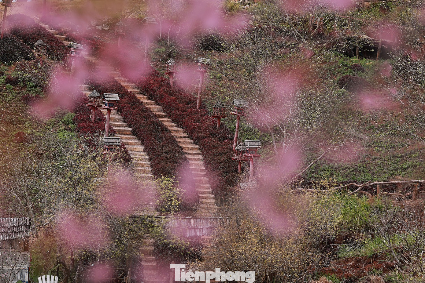 Mai anh đ&agrave;o tr&ecirc;n cao nguy&ecirc;n Mộc Ch&acirc;u v&agrave;o m&ugrave;a đẹp nhất năm- Ảnh 11.