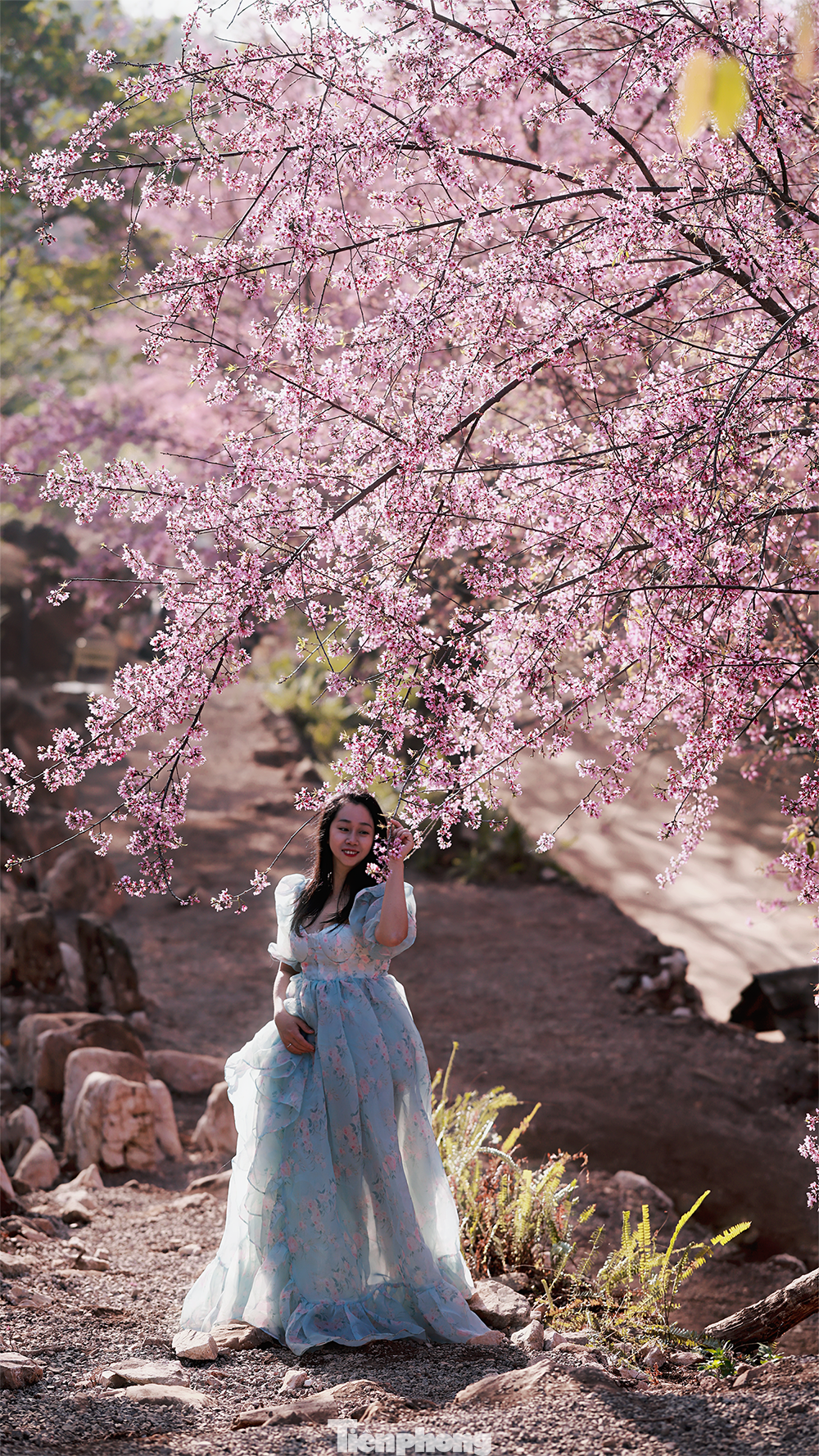 Mai anh đ&agrave;o tr&ecirc;n cao nguy&ecirc;n Mộc Ch&acirc;u v&agrave;o m&ugrave;a đẹp nhất năm- Ảnh 7.