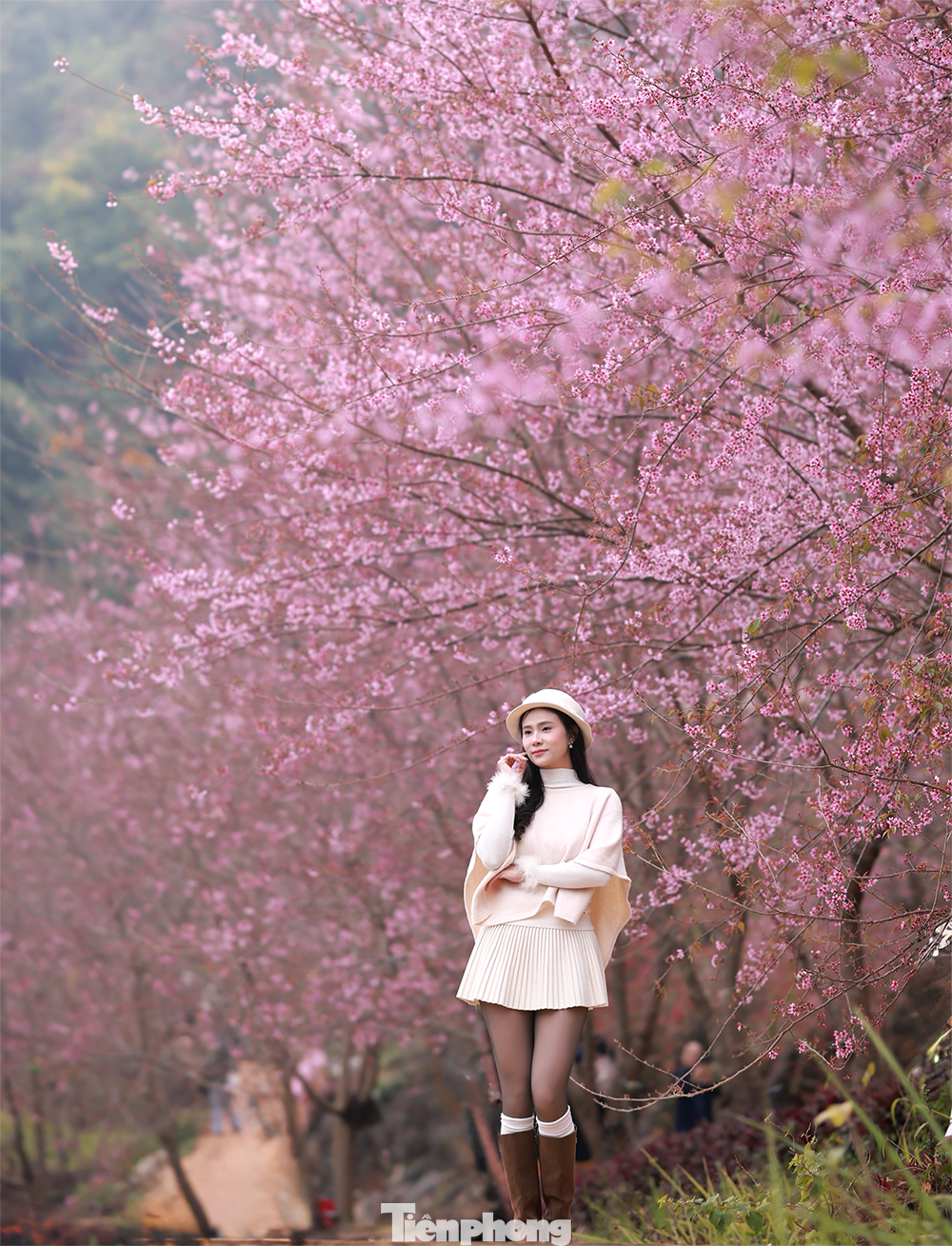 Mai anh đ&agrave;o tr&ecirc;n cao nguy&ecirc;n Mộc Ch&acirc;u v&agrave;o m&ugrave;a đẹp nhất năm- Ảnh 3.