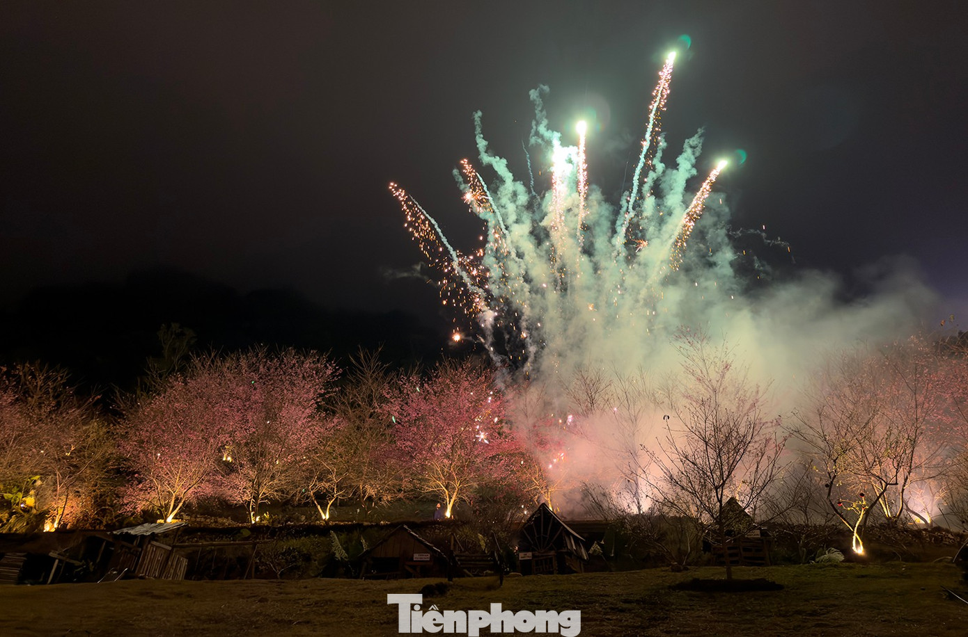 Mai anh đ&agrave;o tr&ecirc;n cao nguy&ecirc;n Mộc Ch&acirc;u v&agrave;o m&ugrave;a đẹp nhất năm- Ảnh 12.