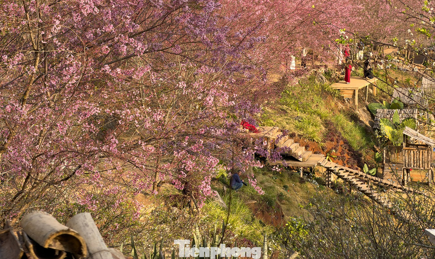 Mai anh đ&agrave;o tr&ecirc;n cao nguy&ecirc;n Mộc Ch&acirc;u v&agrave;o m&ugrave;a đẹp nhất năm- Ảnh 10.