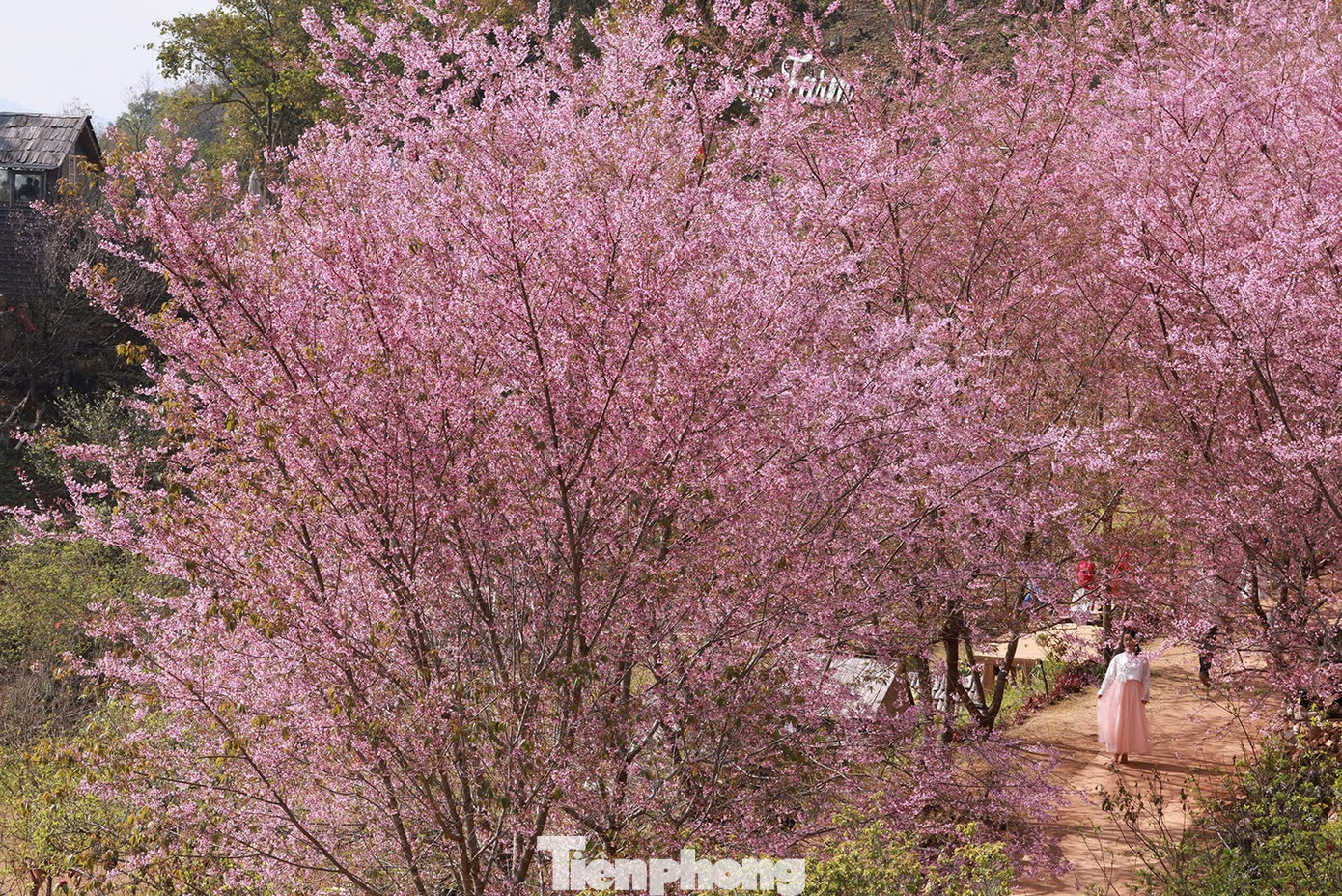 Mai anh đ&agrave;o tr&ecirc;n cao nguy&ecirc;n Mộc Ch&acirc;u v&agrave;o m&ugrave;a đẹp nhất năm- Ảnh 9.