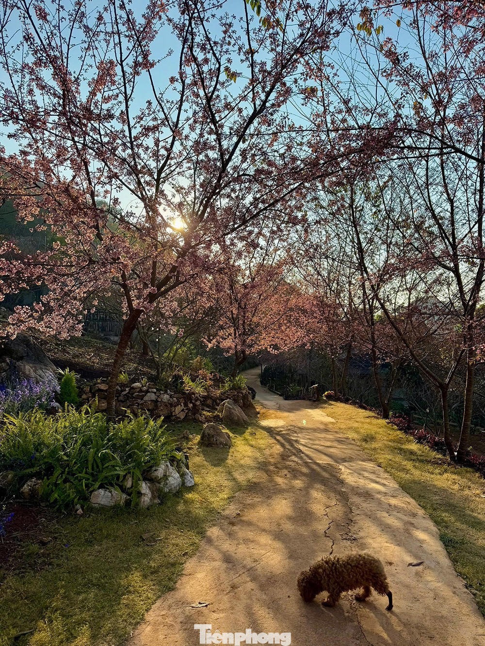 Mai anh đ&agrave;o tr&ecirc;n cao nguy&ecirc;n Mộc Ch&acirc;u v&agrave;o m&ugrave;a đẹp nhất năm- Ảnh 6.