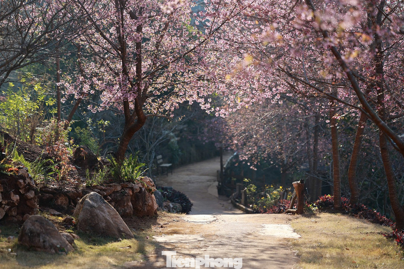 Mai anh đ&agrave;o tr&ecirc;n cao nguy&ecirc;n Mộc Ch&acirc;u v&agrave;o m&ugrave;a đẹp nhất năm- Ảnh 1.