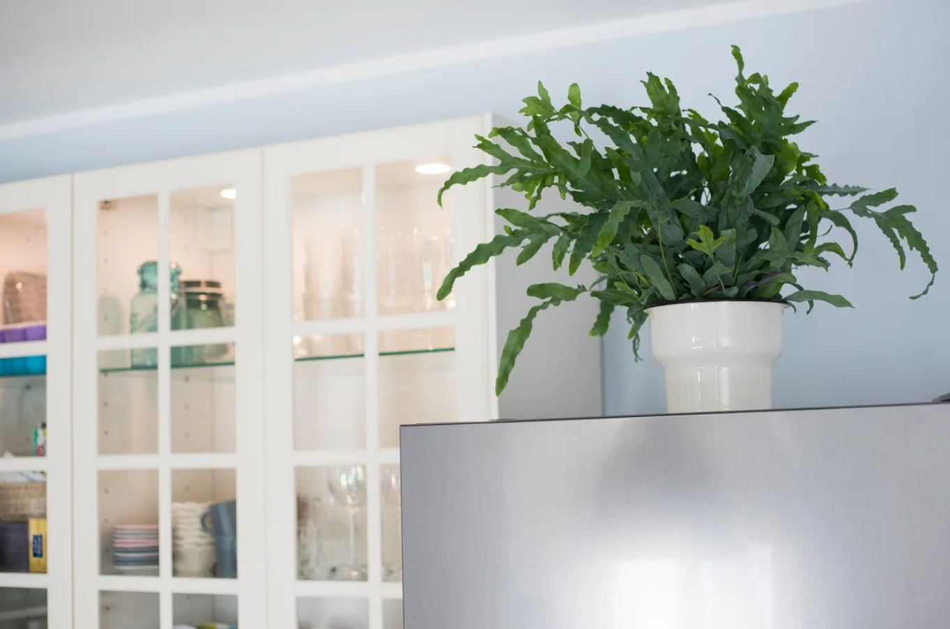 Đừng đặt cây ở 5 vị trí này trong nhà: Tưởng đẹp mà hóa rước họa, nhiều người để rồi mới hối hận- Ảnh 2. Đừng đặt cây ở 5 vị trí này trong nhà: Tưởng đẹp mà hóa rước họa, nhiều người để rồi mới hối hận- Ảnh 2.