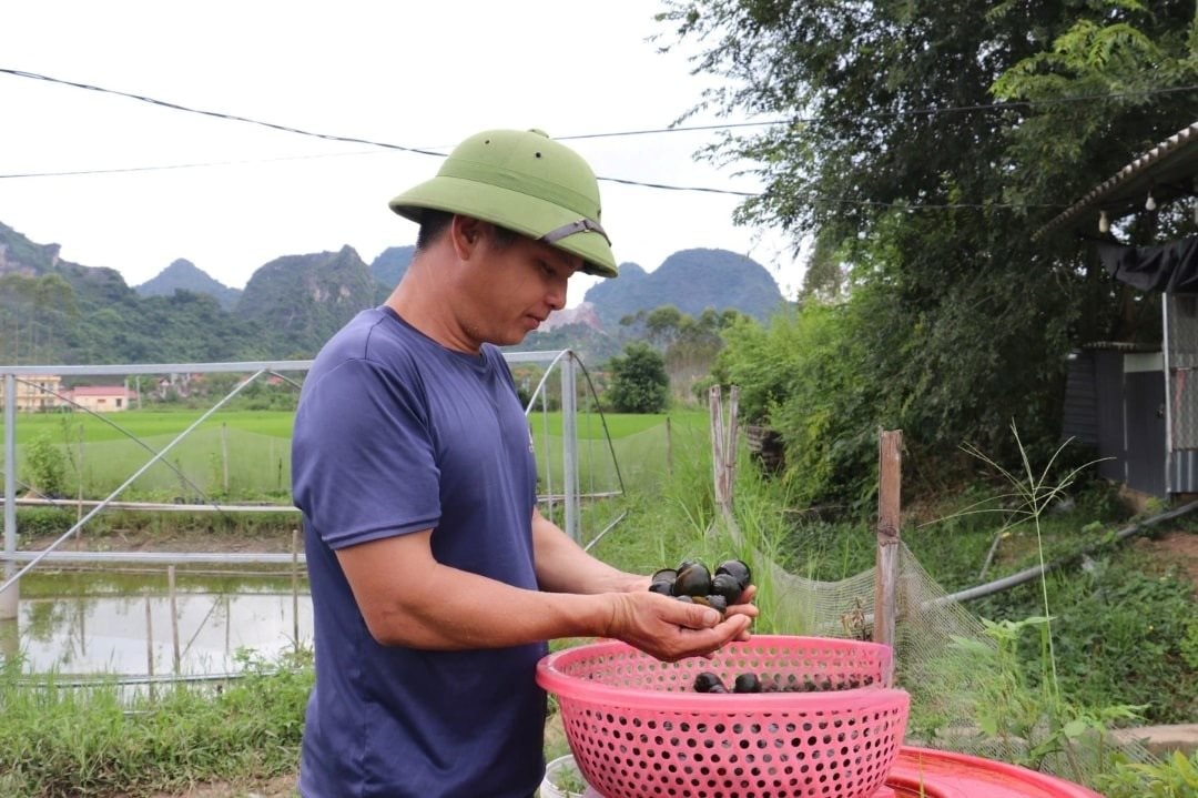 Bỏ l&uacute;a nu&ocirc;i lo&agrave;i "nhả ngọc" trong nước đ&aacute; v&ocirc;i kh&ocirc;ng tốn 1 xu, hộ n&ocirc;ng d&acirc;n kiếm hơn 1 tỷ đồng- Ảnh 1.
