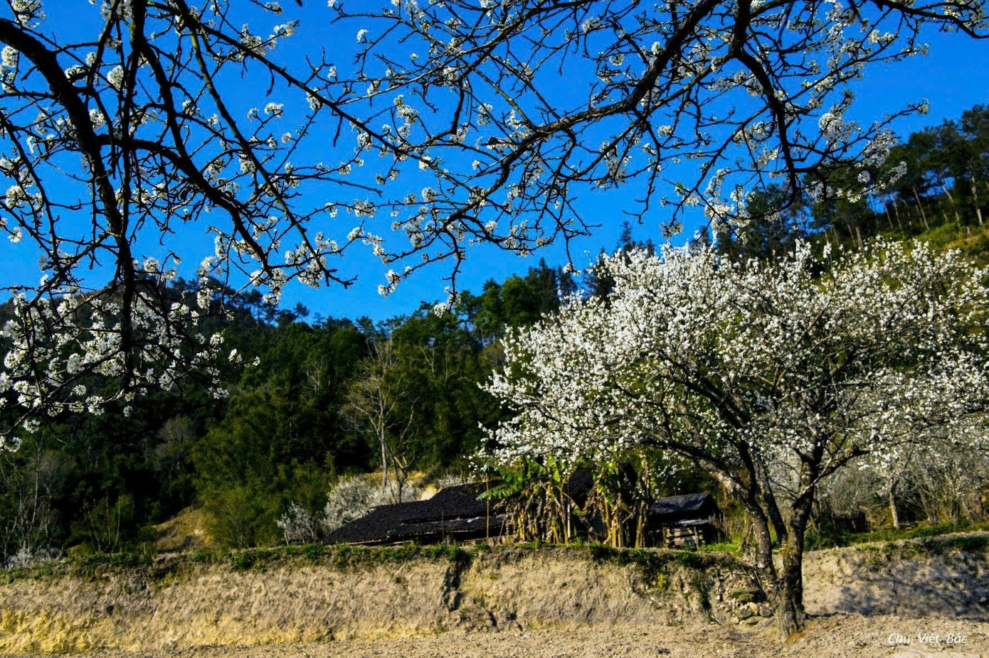 M&ecirc; mẩn hoa mận trắng x&oacute;a v&ugrave;ng sơn cước- Ảnh 3.