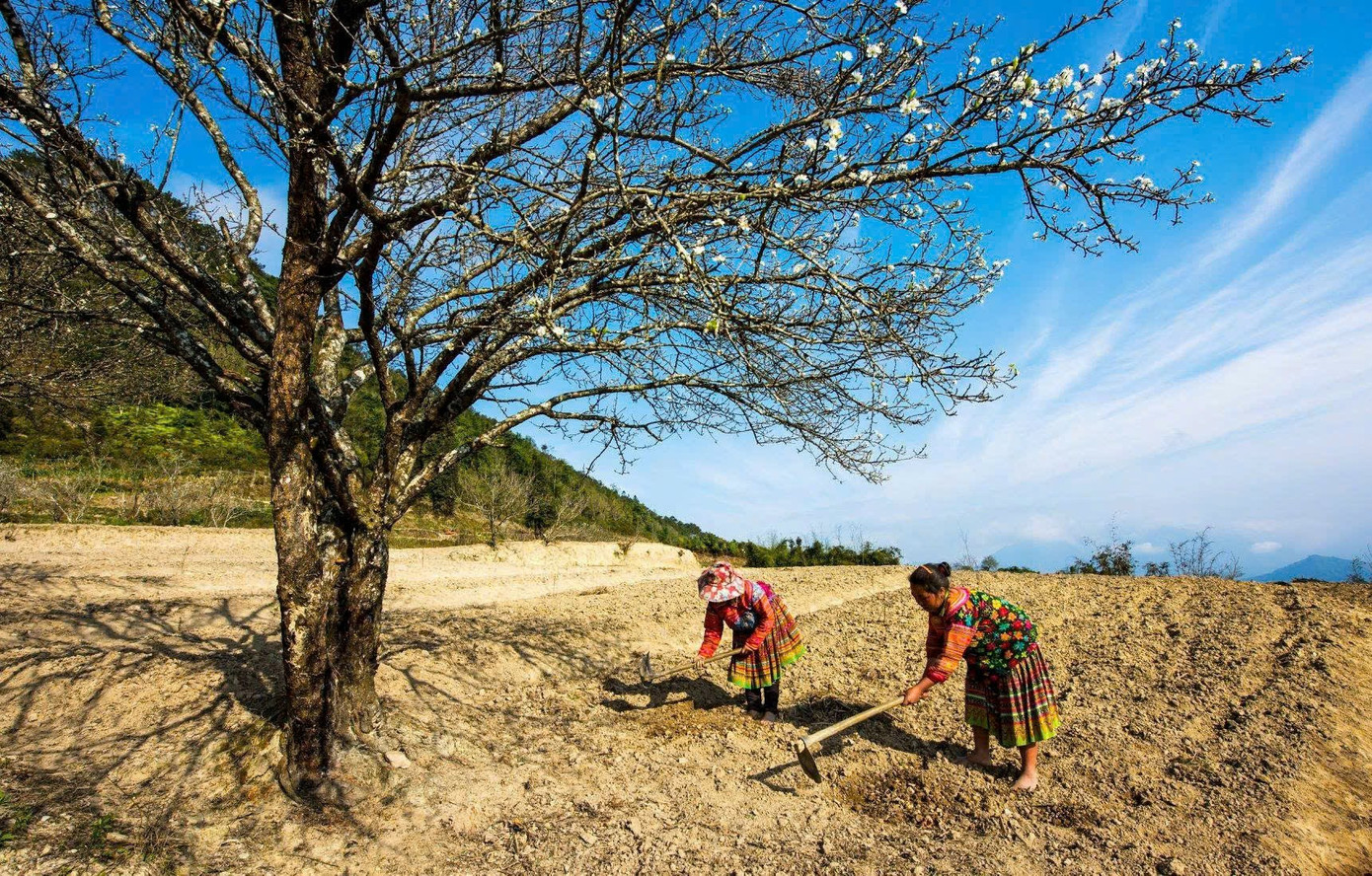 M&ecirc; mẩn hoa mận trắng x&oacute;a v&ugrave;ng sơn cước- Ảnh 9.