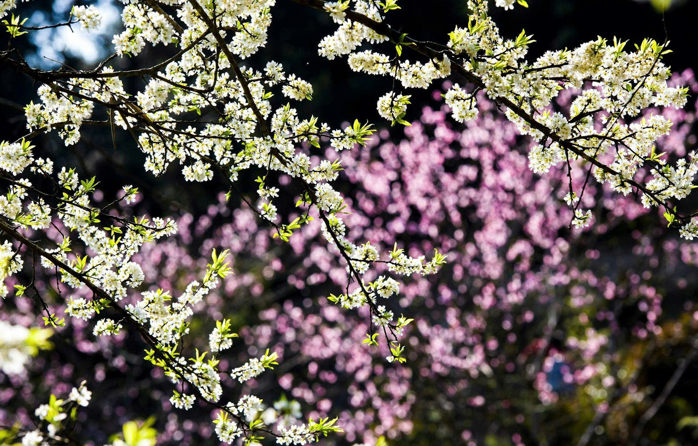 M&ecirc; mẩn hoa mận trắng x&oacute;a v&ugrave;ng sơn cước- Ảnh 7.