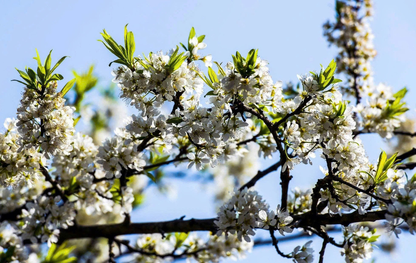 M&ecirc; mẩn hoa mận trắng x&oacute;a v&ugrave;ng sơn cước- Ảnh 8.