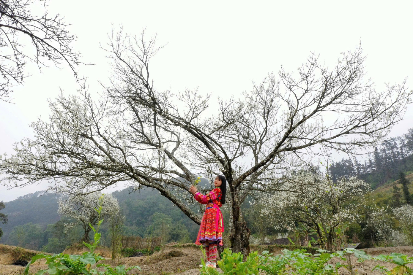 M&ecirc; mẩn hoa mận trắng x&oacute;a v&ugrave;ng sơn cước- Ảnh 5.