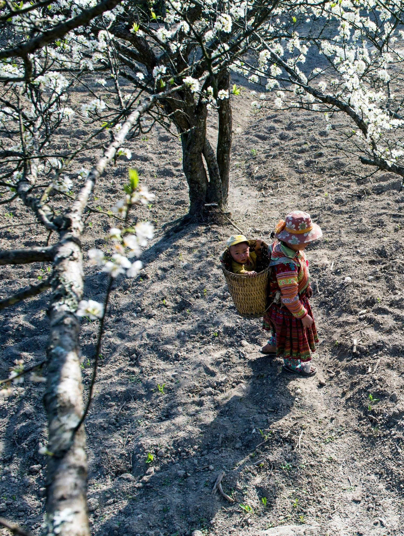 M&ecirc; mẩn hoa mận trắng x&oacute;a v&ugrave;ng sơn cước- Ảnh 11.
