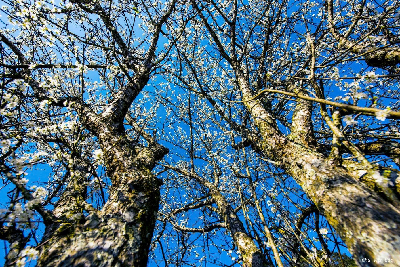 M&ecirc; mẩn hoa mận trắng x&oacute;a v&ugrave;ng sơn cước- Ảnh 6.