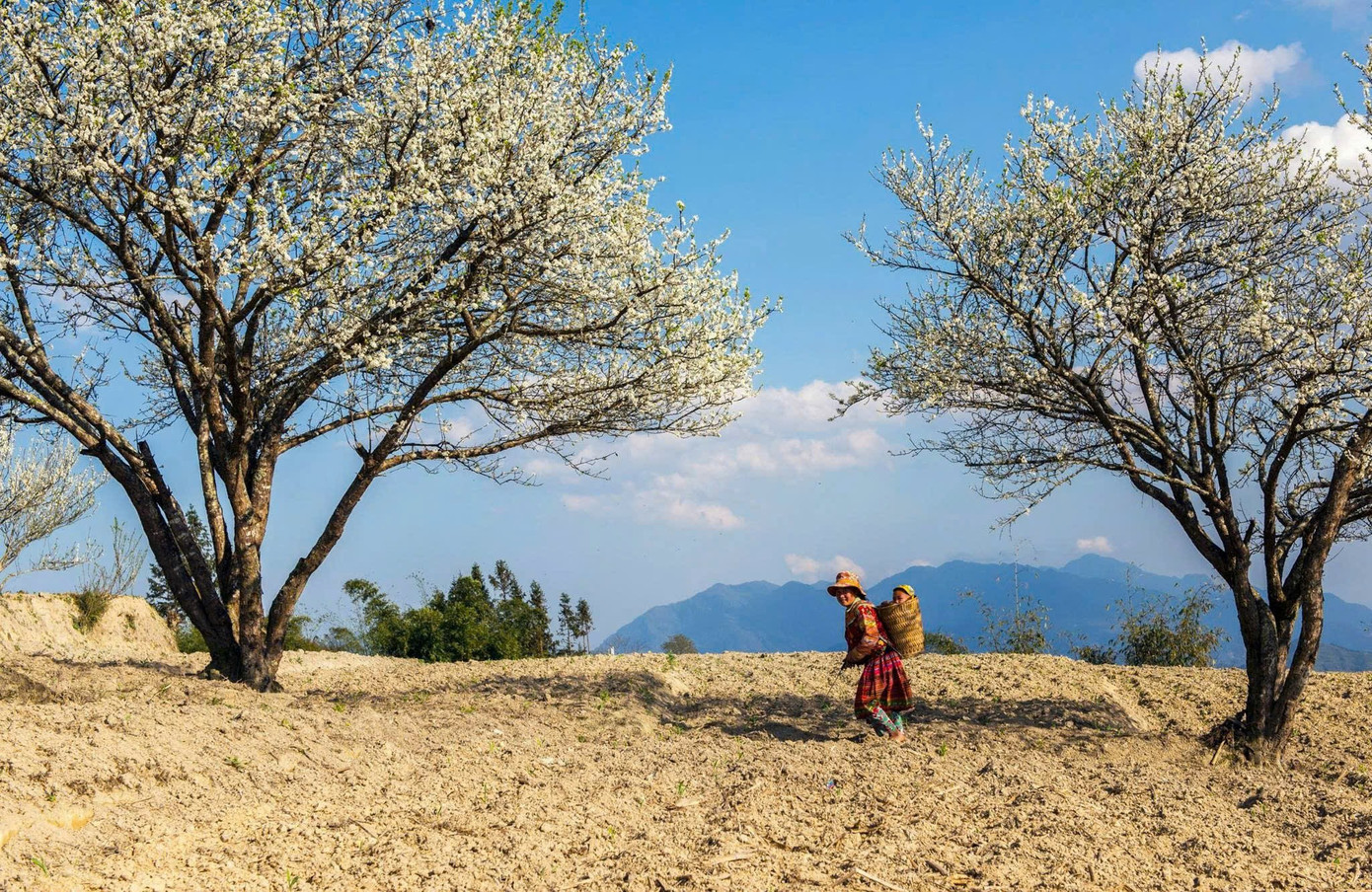 M&ecirc; mẩn hoa mận trắng x&oacute;a v&ugrave;ng sơn cước- Ảnh 2.