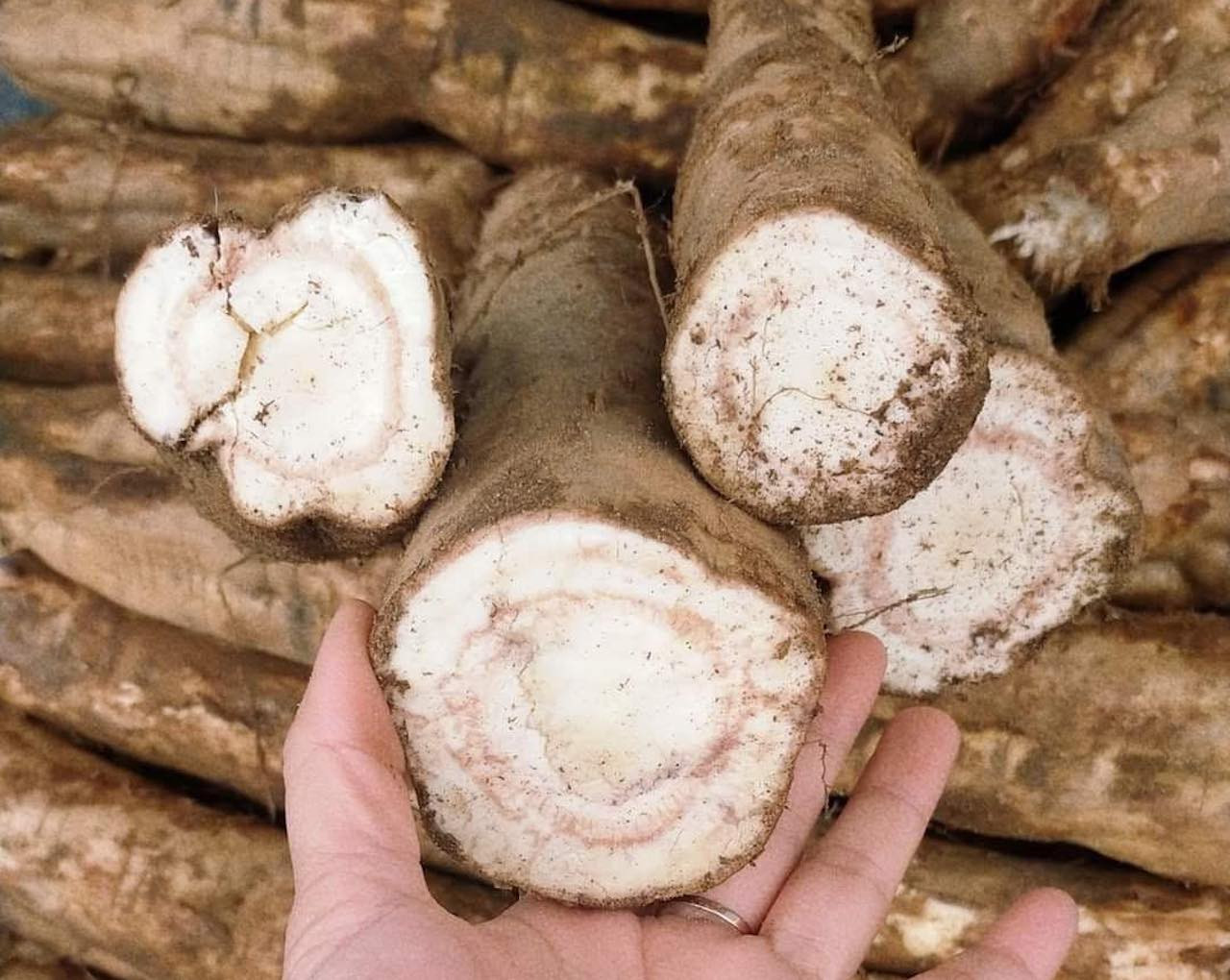 2 loại củ giải rượu cực tốt, nhất c&aacute;i số 1 ở Việt Nam c&oacute; đầy- Ảnh 2.