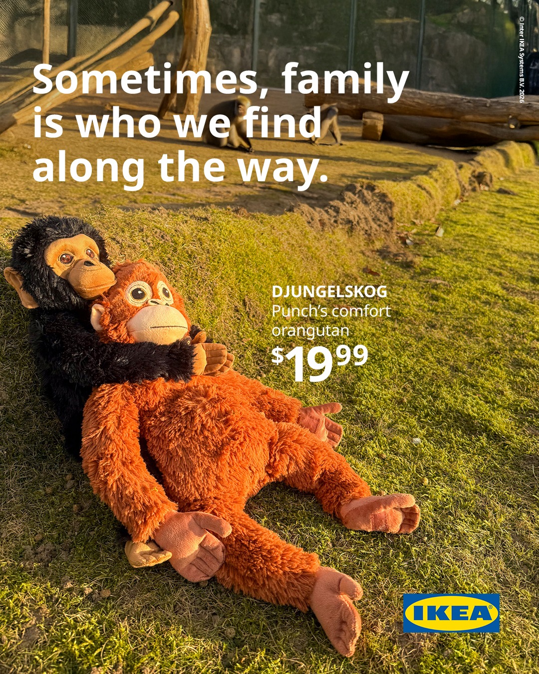 Vụ ch&uacute; khỉ Nhật Bản bị bỏ rơi: Đại diện tập đo&agrave;n IKEA đến thăm, diễn biến sau đ&oacute; g&acirc;y bất ngờ- Ảnh 4.