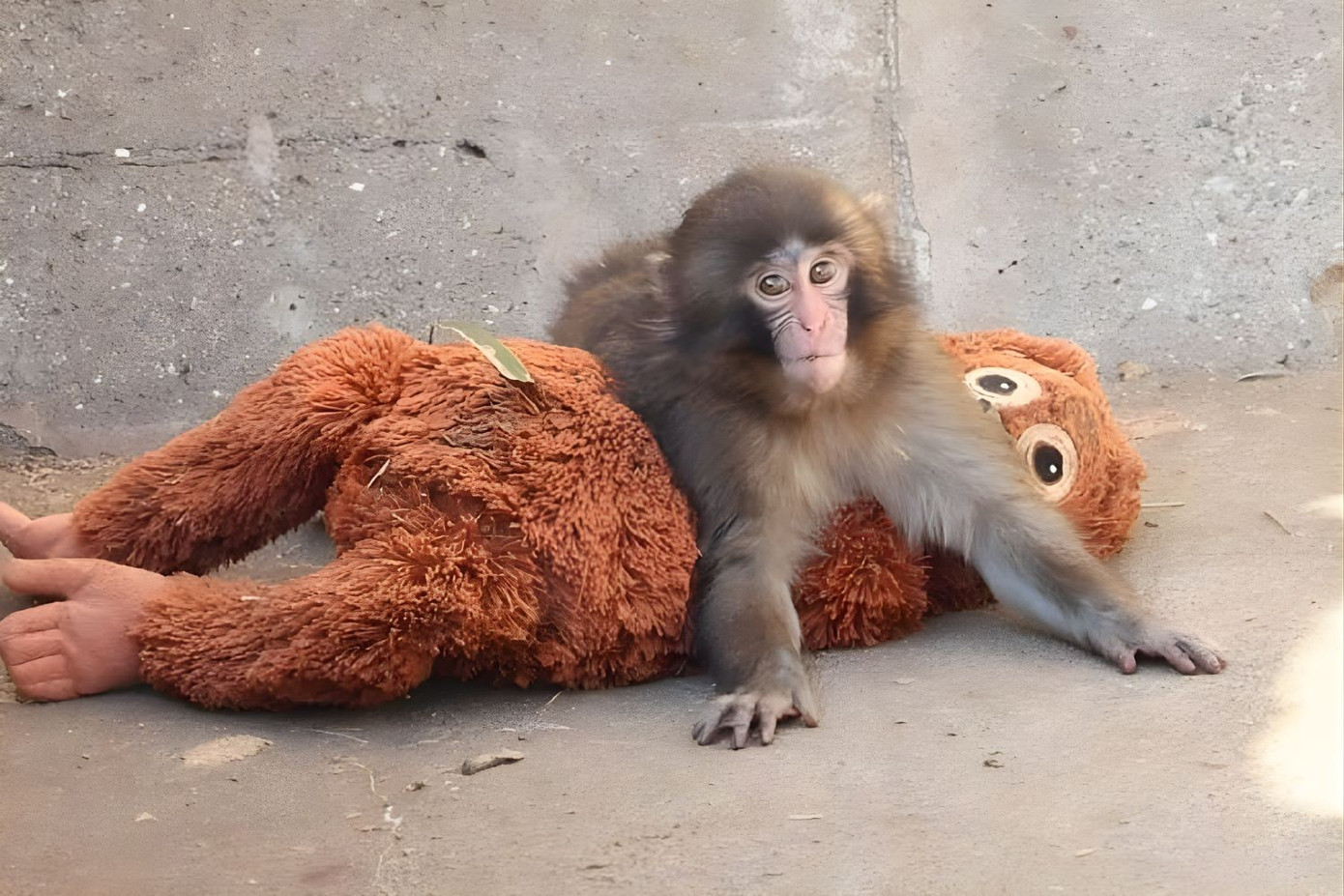 Vụ ch&uacute; khỉ Nhật Bản bị bỏ rơi: Đại diện tập đo&agrave;n IKEA đến thăm, diễn biến sau đ&oacute; g&acirc;y bất ngờ- Ảnh 6.