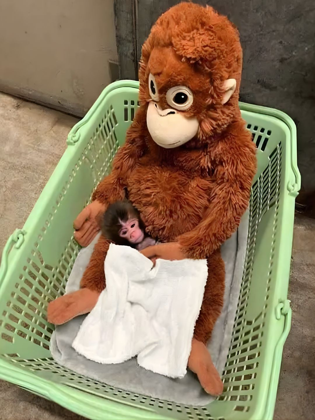 Vụ ch&uacute; khỉ Nhật Bản bị bỏ rơi: Đại diện tập đo&agrave;n IKEA đến thăm, diễn biến sau đ&oacute; g&acirc;y bất ngờ- Ảnh 5.