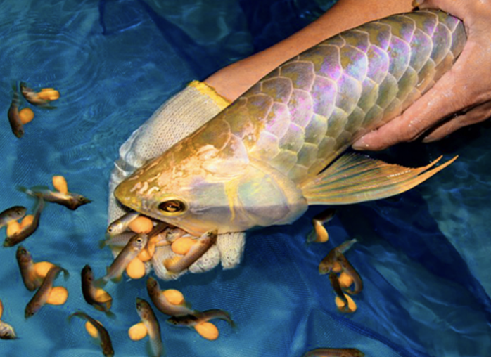 Ăn trứng c&aacute; rồng, 13 người nhập viện nghi ngộ độc - Ảnh 1.