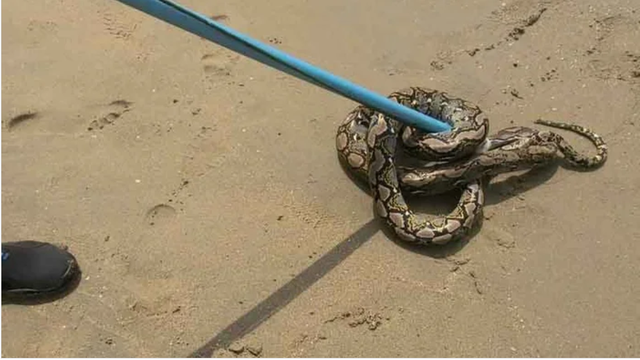 Sinh vật d&agrave;i ngoằng bất ngờ trồi l&ecirc;n giữa b&atilde;i tắm đ&ocirc;ng nghịt, cơ quan chức năng n&oacute;i: "Đ&acirc;y l&agrave; việc hiếm"- Ảnh 2.