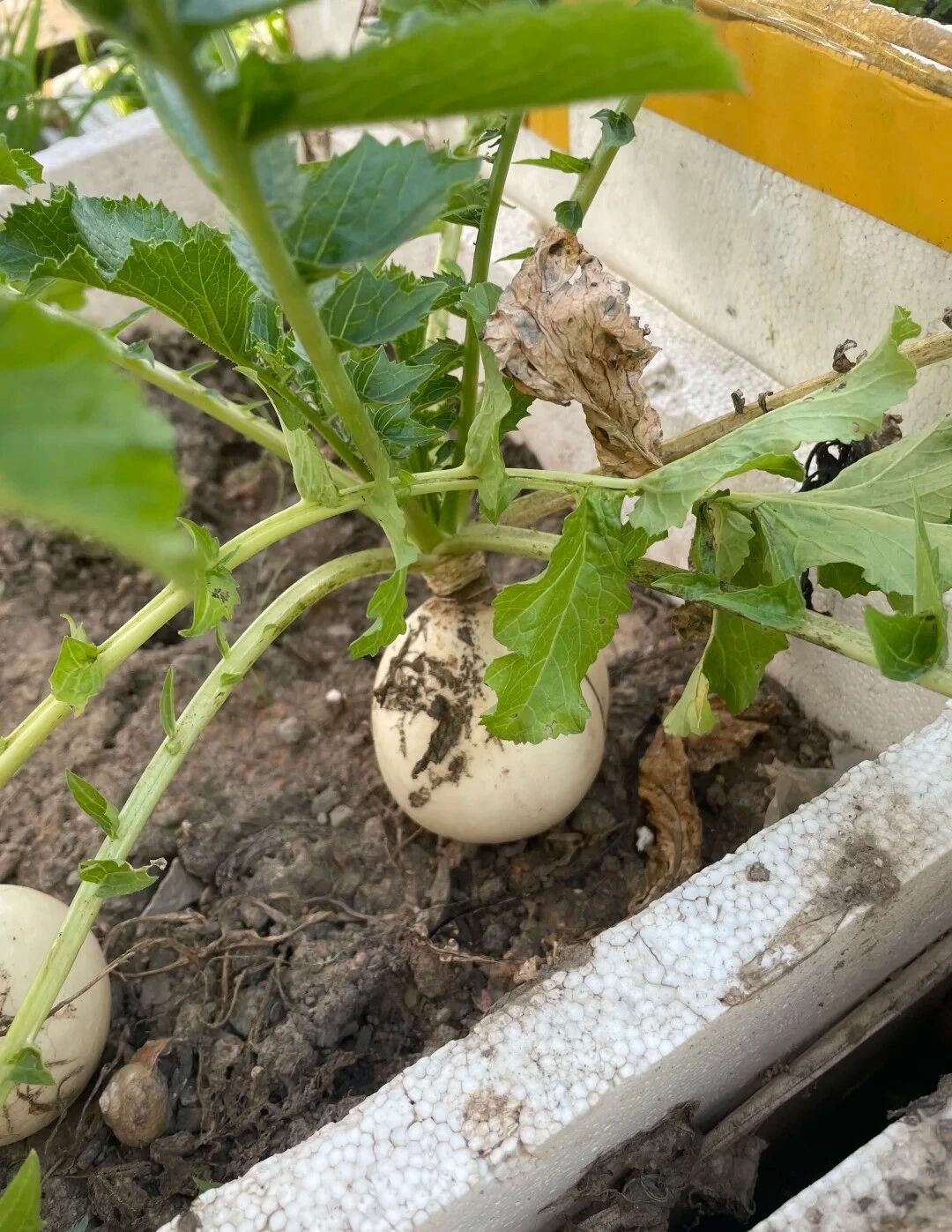 Cụ &ocirc;ng g&acirc;y sốt v&igrave; trồng củ cải tr&ecirc;n ban c&ocirc;ng: Củ to trắng muốt, chăm như b&aacute;u vật khiến d&acirc;n mạng "ph&aacute;t sốt"- Ảnh 2.