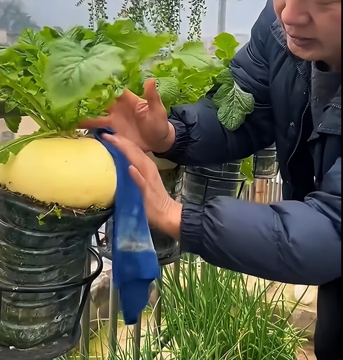 Cụ &ocirc;ng g&acirc;y sốt v&igrave; trồng củ cải tr&ecirc;n ban c&ocirc;ng: Củ to trắng muốt, chăm như b&aacute;u vật khiến d&acirc;n mạng "ph&aacute;t sốt"- Ảnh 6.