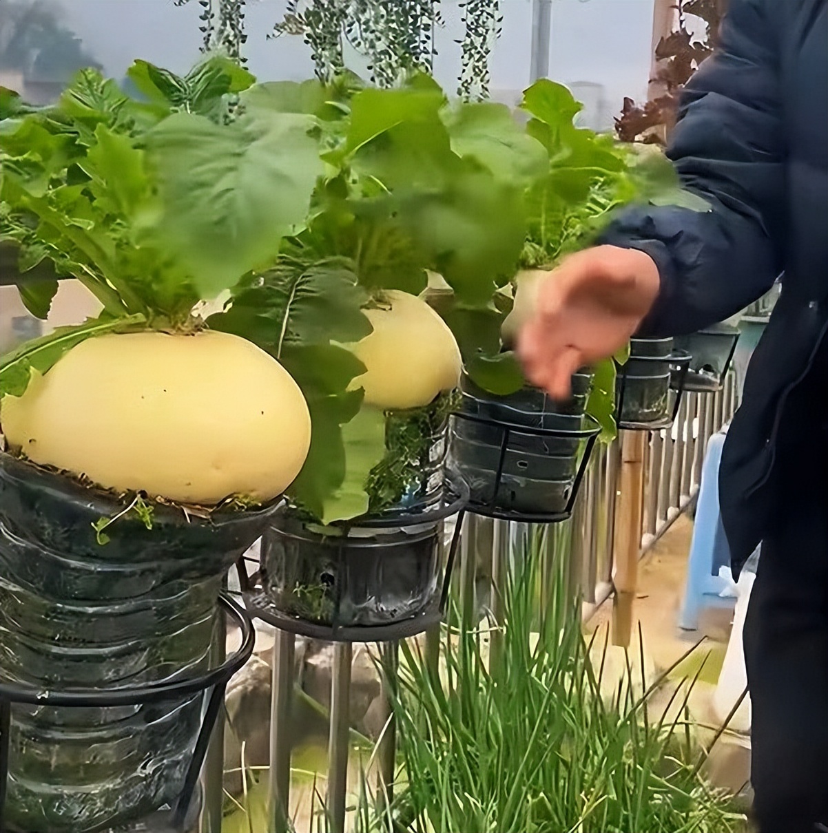 Cụ &ocirc;ng g&acirc;y sốt v&igrave; trồng củ cải tr&ecirc;n ban c&ocirc;ng: Củ to trắng muốt, chăm như b&aacute;u vật khiến d&acirc;n mạng "ph&aacute;t sốt"- Ảnh 3.