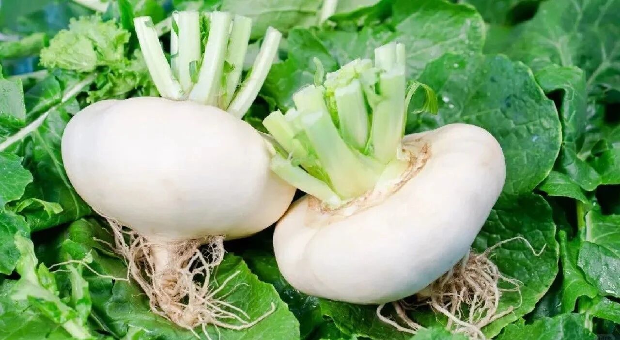 Cụ &ocirc;ng g&acirc;y sốt v&igrave; trồng củ cải tr&ecirc;n ban c&ocirc;ng: Củ to trắng muốt, chăm như b&aacute;u vật khiến d&acirc;n mạng "ph&aacute;t sốt"- Ảnh 4.