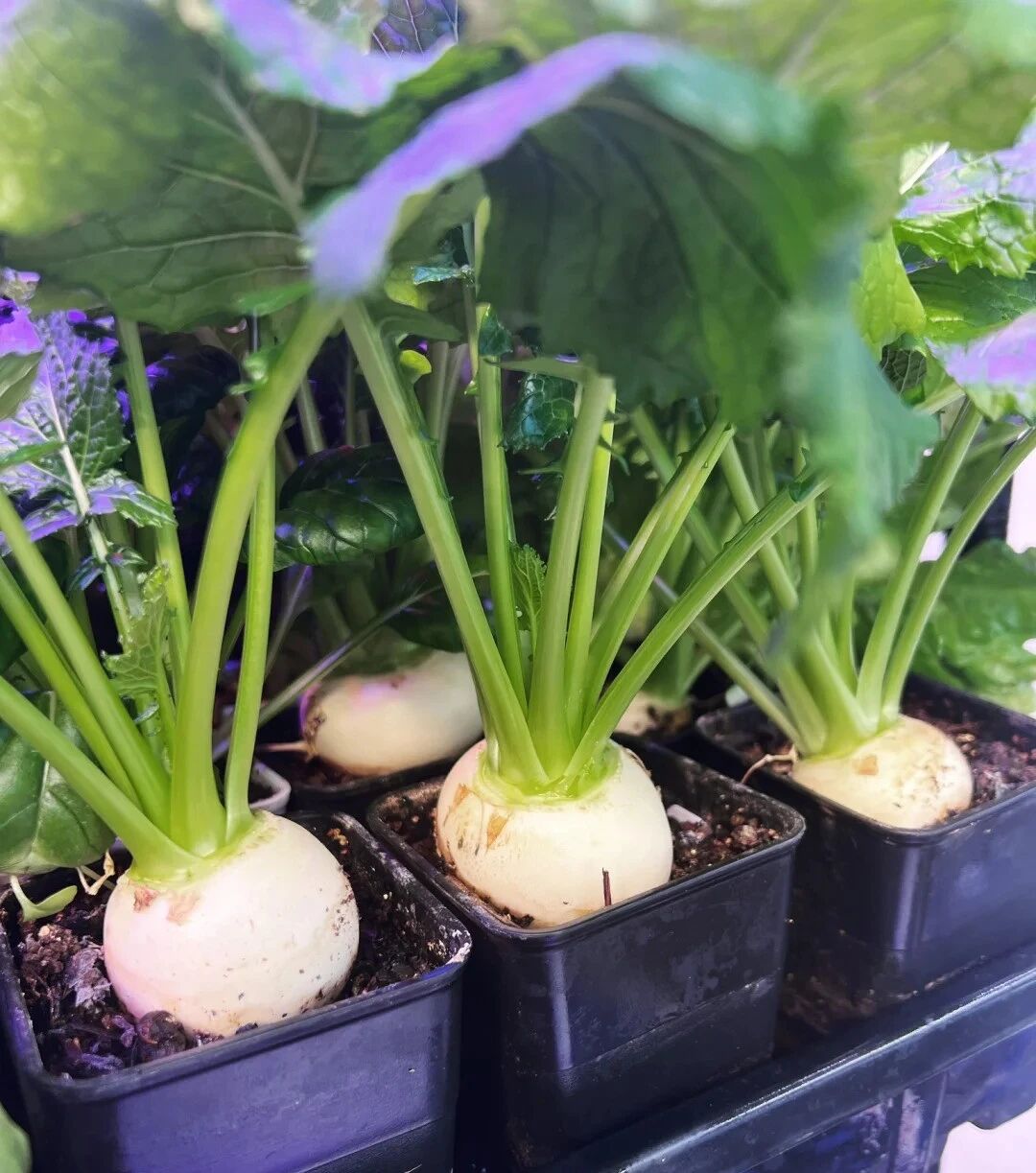 Cụ &ocirc;ng g&acirc;y sốt v&igrave; trồng củ cải tr&ecirc;n ban c&ocirc;ng: Củ to trắng muốt, chăm như b&aacute;u vật khiến d&acirc;n mạng "ph&aacute;t sốt"- Ảnh 7.