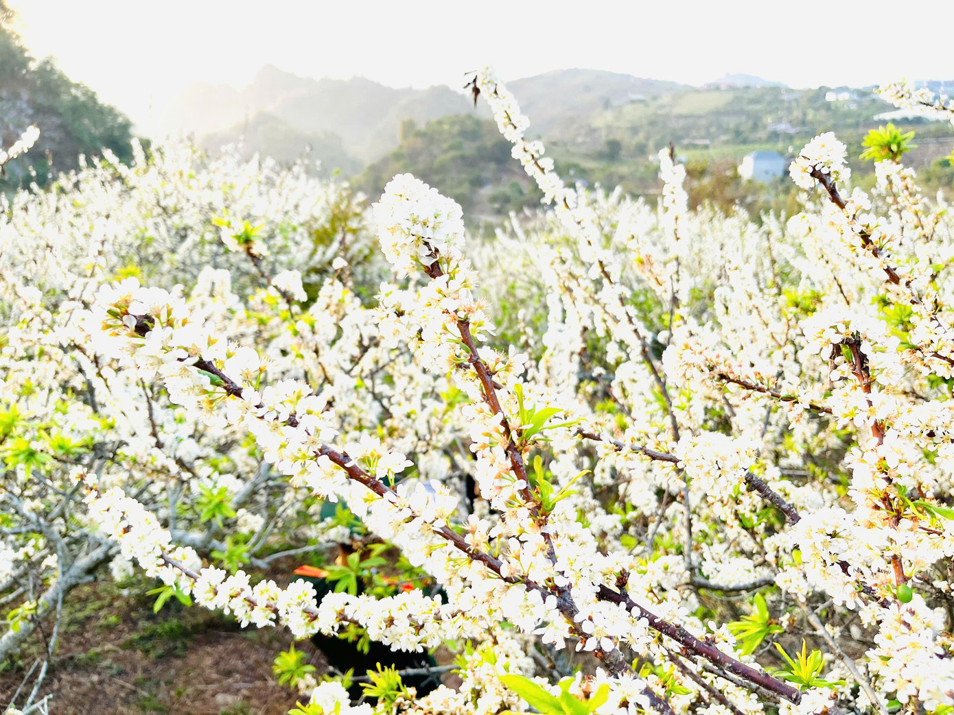 Kiếm bộn tiền nhờ dịch vụ &ldquo;sống ảo&rdquo; ăn theo m&ugrave;a hoa Mộc Ch&acirc;u- Ảnh 2.
