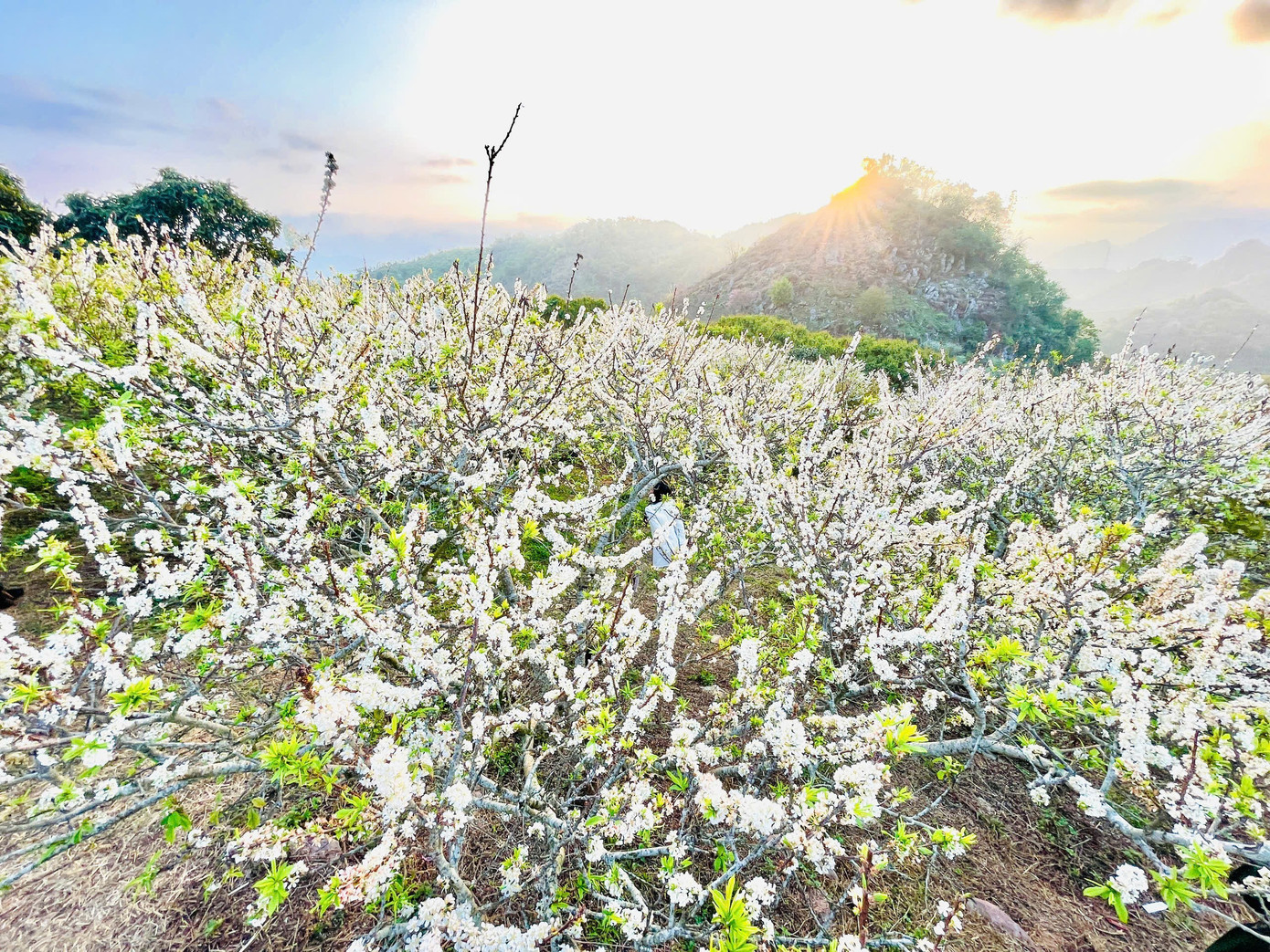 Kiếm bộn tiền nhờ dịch vụ &ldquo;sống ảo&rdquo; ăn theo m&ugrave;a hoa Mộc Ch&acirc;u- Ảnh 1.