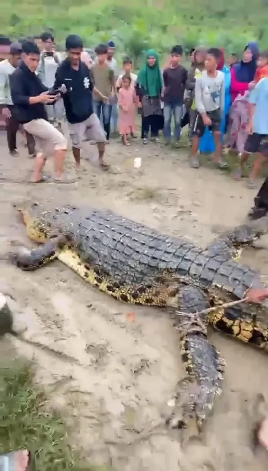 Mổ bụng c&aacute; sấu, người d&acirc;n sốc nặng khi t&igrave;m thấy thứ b&ecirc;n trong- Ảnh 1.