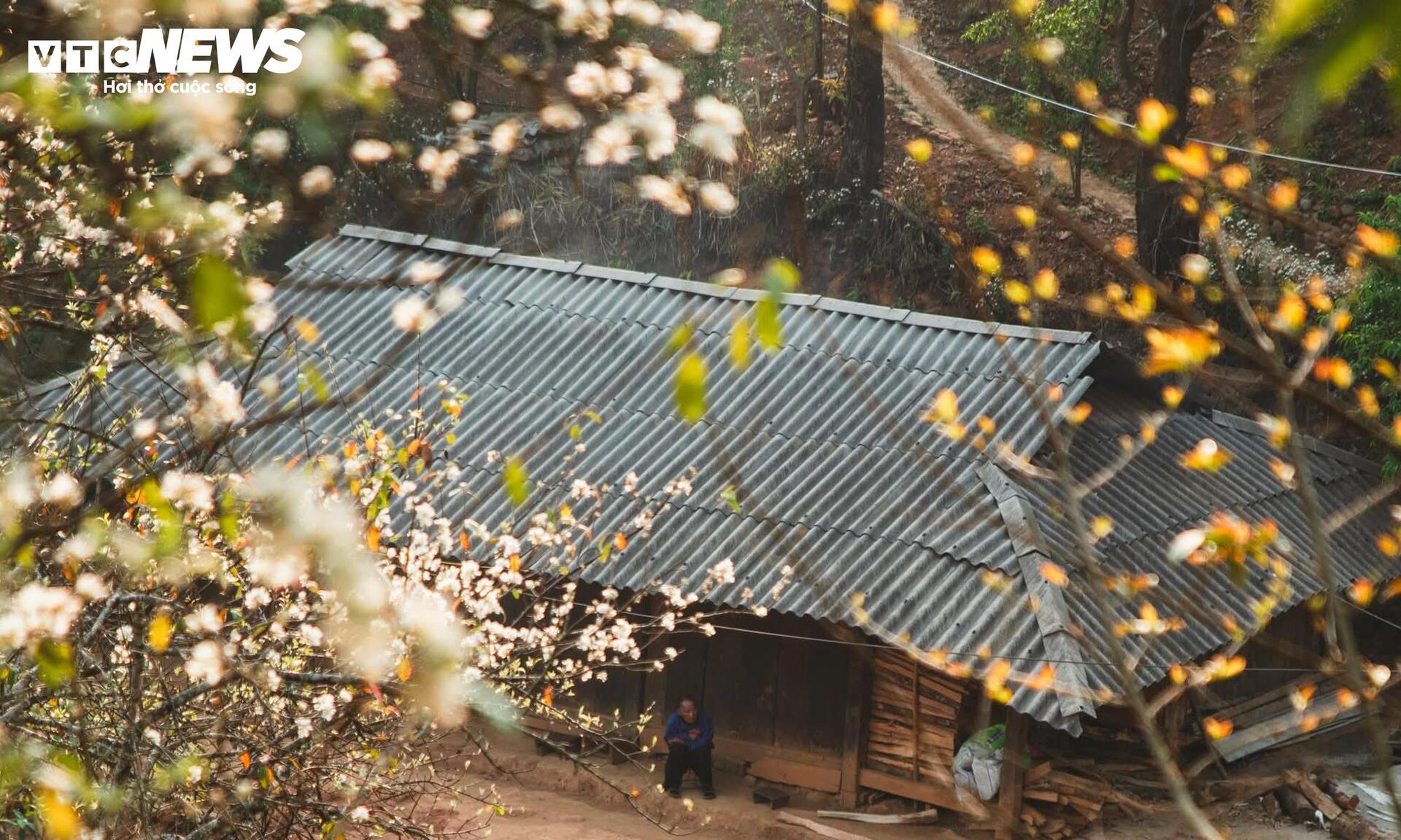 Thi&ecirc;n đường hoa sơn tra giữa đại ng&agrave;n T&acirc;y Bắc v&agrave;o m&ugrave;a đẹp nhất năm- Ảnh 10.
