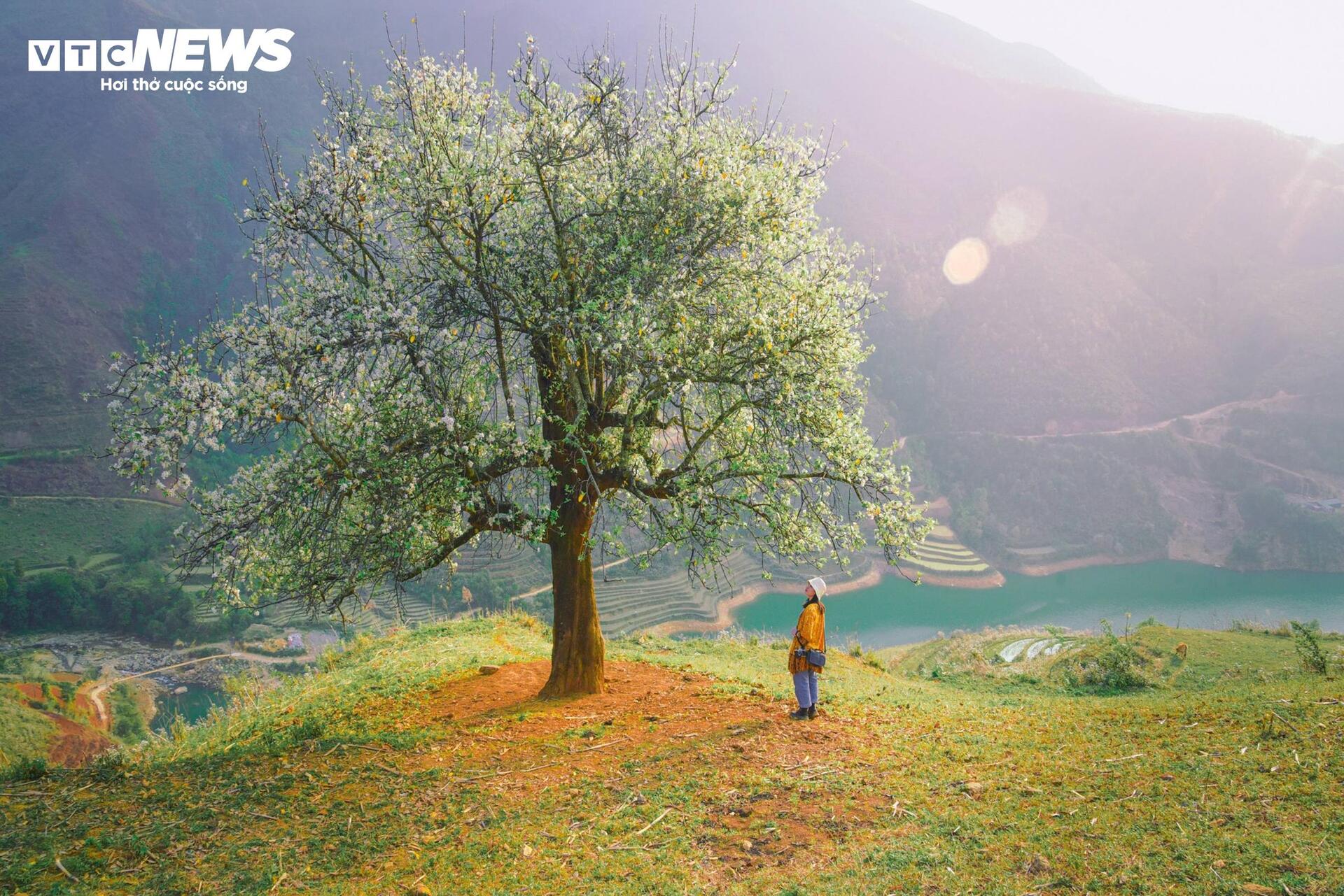 Thi&ecirc;n đường hoa sơn tra giữa đại ng&agrave;n T&acirc;y Bắc v&agrave;o m&ugrave;a đẹp nhất năm- Ảnh 11.