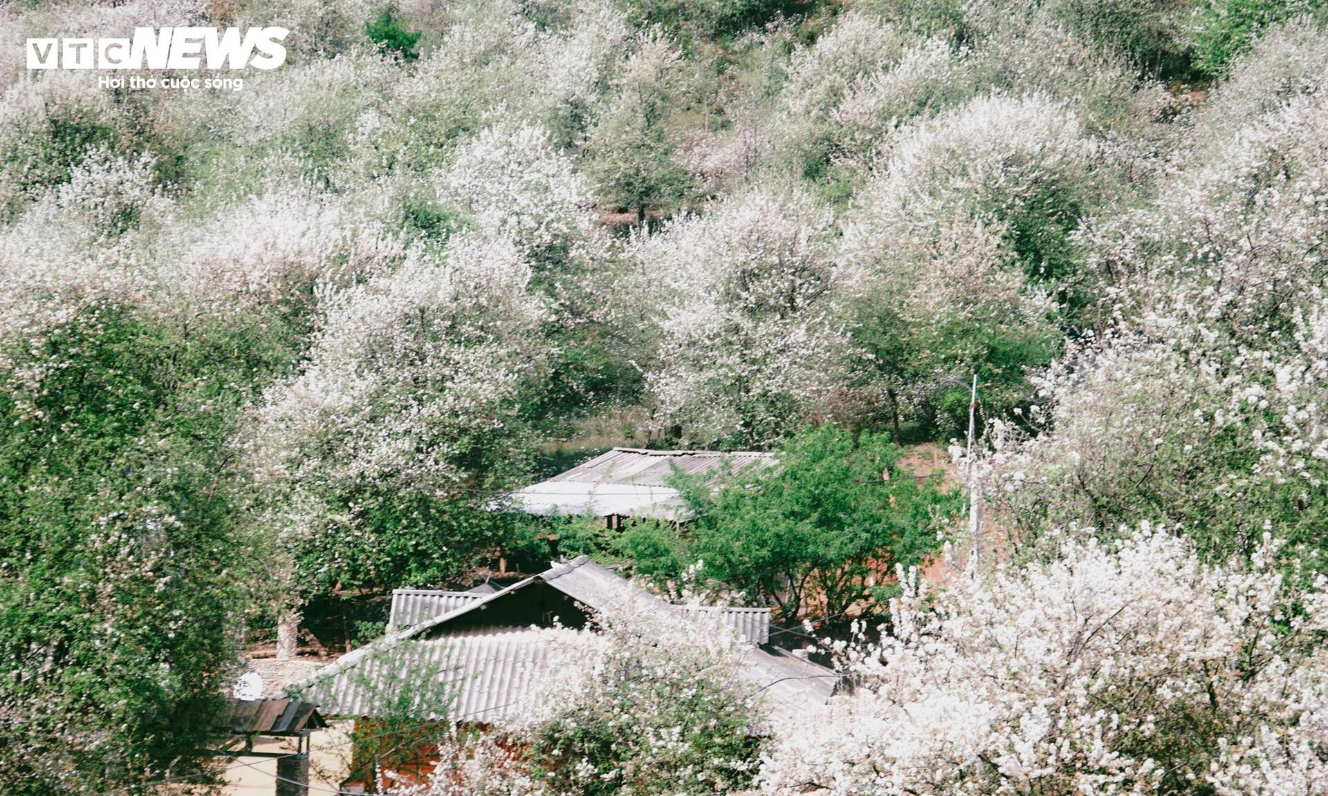 Thi&ecirc;n đường hoa sơn tra giữa đại ng&agrave;n T&acirc;y Bắc v&agrave;o m&ugrave;a đẹp nhất năm- Ảnh 1.