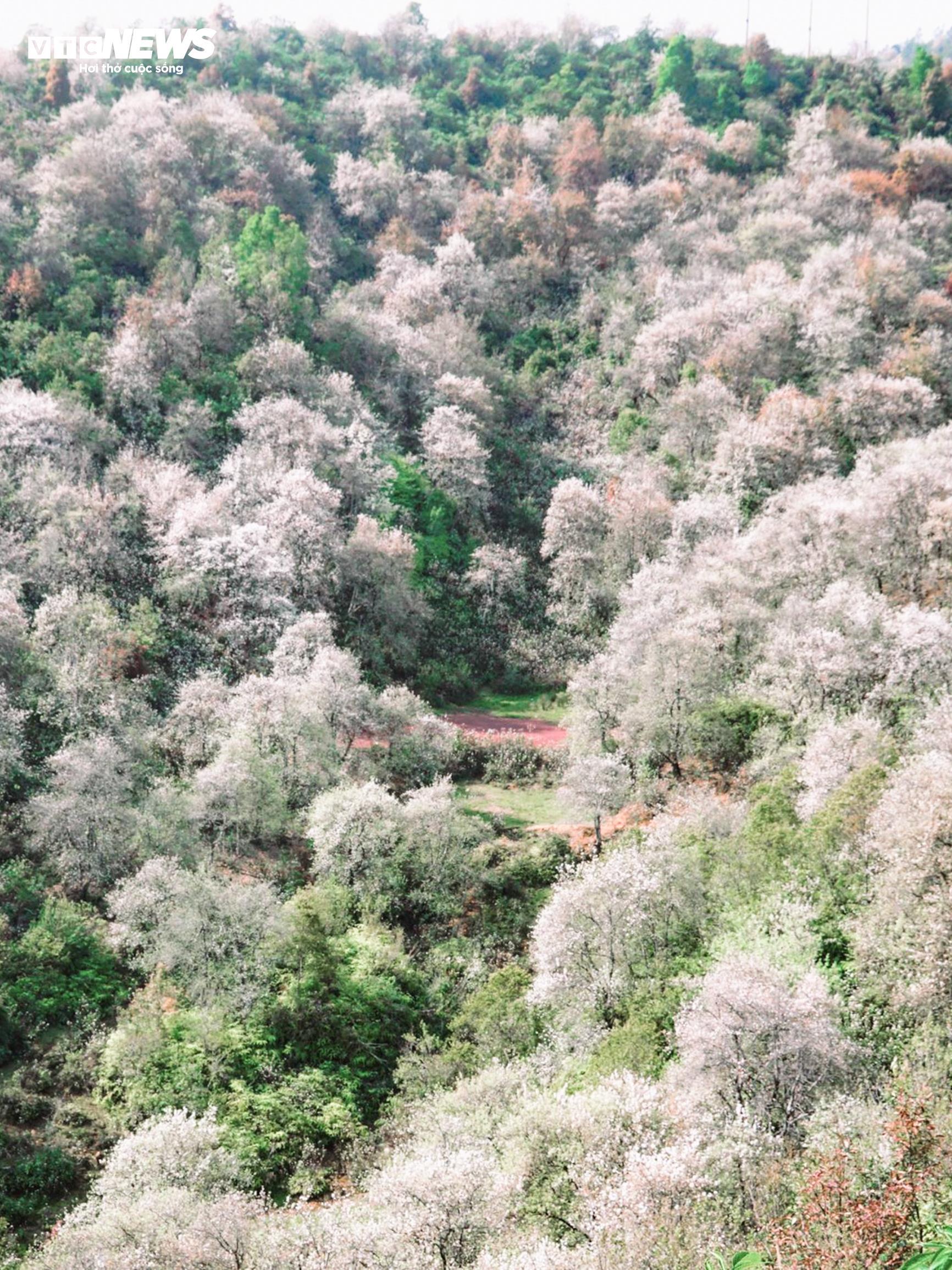 Thi&ecirc;n đường hoa sơn tra giữa đại ng&agrave;n T&acirc;y Bắc v&agrave;o m&ugrave;a đẹp nhất năm- Ảnh 2.