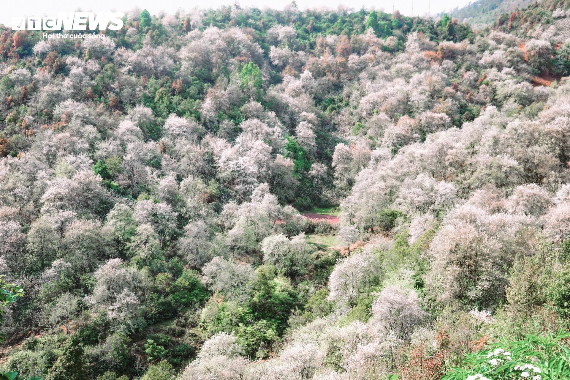 Thi&ecirc;n đường hoa sơn tra giữa đại ng&agrave;n T&acirc;y Bắc v&agrave;o m&ugrave;a đẹp nhất năm- Ảnh 3.