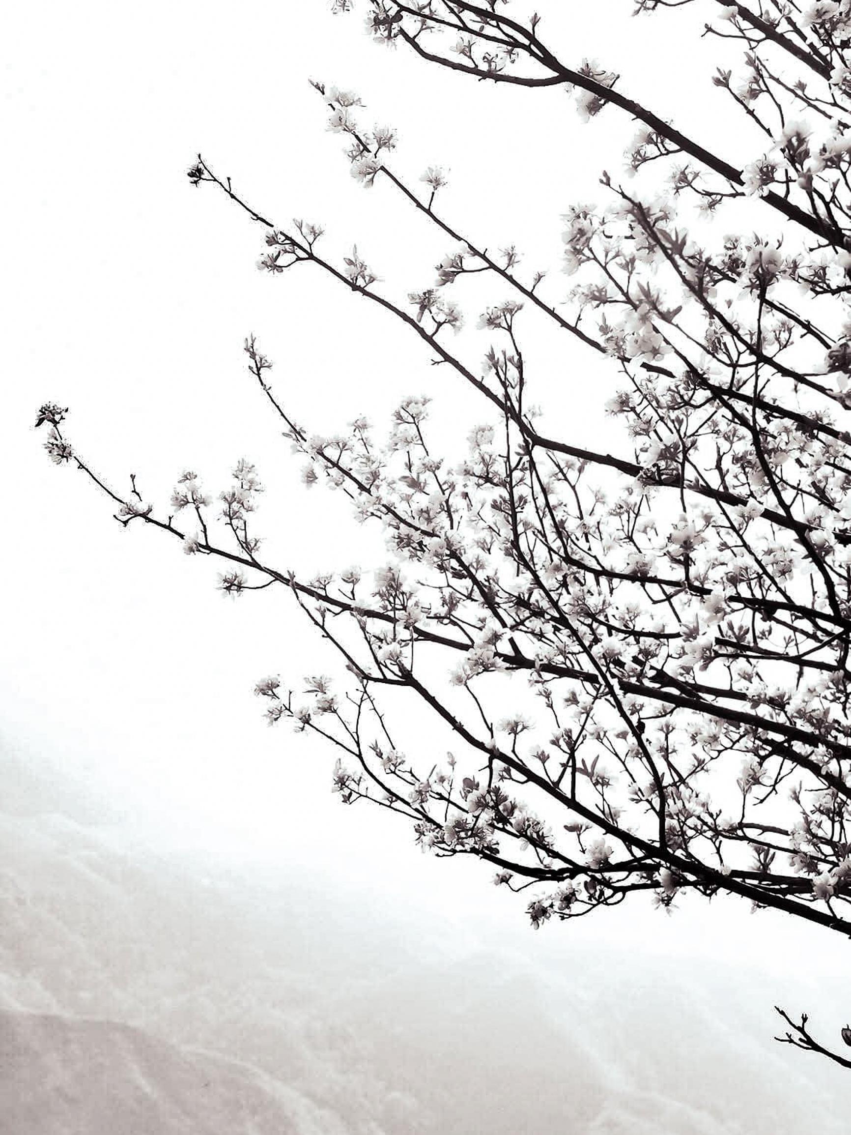 Thi&ecirc;n đường hoa sơn tra giữa đại ng&agrave;n T&acirc;y Bắc v&agrave;o m&ugrave;a đẹp nhất năm- Ảnh 4.