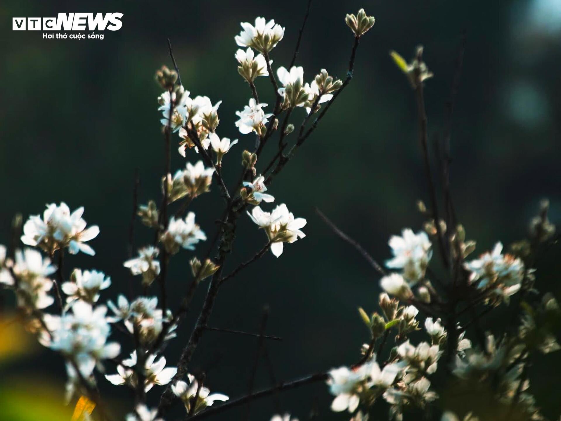 Thi&ecirc;n đường hoa sơn tra giữa đại ng&agrave;n T&acirc;y Bắc v&agrave;o m&ugrave;a đẹp nhất năm- Ảnh 7.