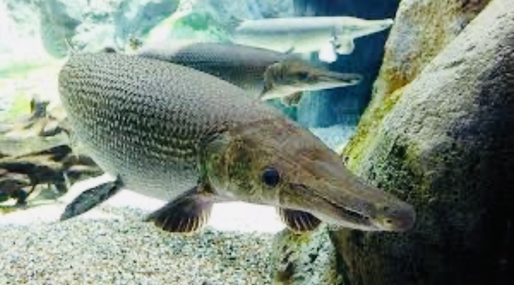 C&ocirc;ng an Thanh H&oacute;a b&aacute;c tin 11 người bị ngộ độc do ăn trứng c&aacute; rồng- Ảnh 1.